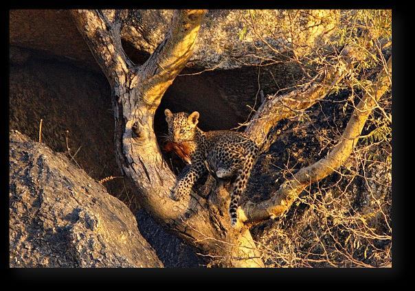 LAMPARCIE SKAŁY The Leopard Rocks Premiera w niedzielę 29 kwietnia o godz. 18:00 Lamparty to zwierzęta żyjące samotnie, ale nie w północno-zachodnich Indiach.