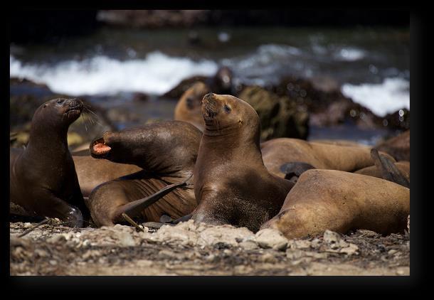 FOKI MISTRZOWIE POLOWAŃ Killer Seals Premiera we wtorek 10 kwietnia o godz. 18:00 Zamieszkujące w lodowatych wodach północnoatlantyckich szare foki to prawdziwi drapieżcy i łowcy.