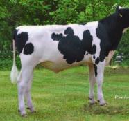 Sillian: ogromny potencjał produkcji mleka córek z wybitnym indeksem produkcyjnym (M. +377 kg, In.PR. 6,7), kazeina BB oraz wspaniały pokrój (P.PO 28) UNICAT 4 o.