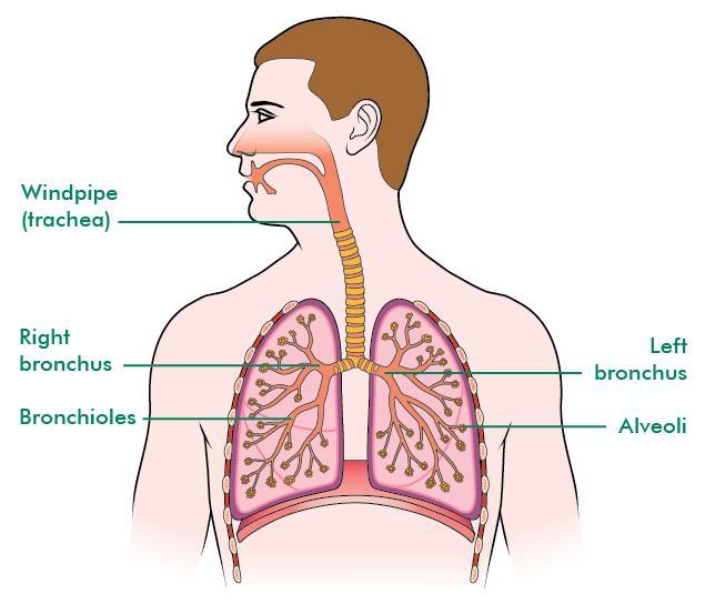 The lungs We have two lungs in our chest that help us to breathe. When we breathe in, air passes from our nose or mouth through the windpipe (trachea).