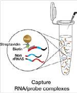 !! Sequencing of total RNA would give almost only rrna reads!
