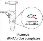RiboMinus Technology by Life Technologies http://www.