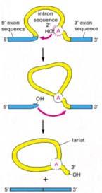 Roberts RNAi