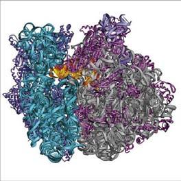 maintaing chromosome ends Za