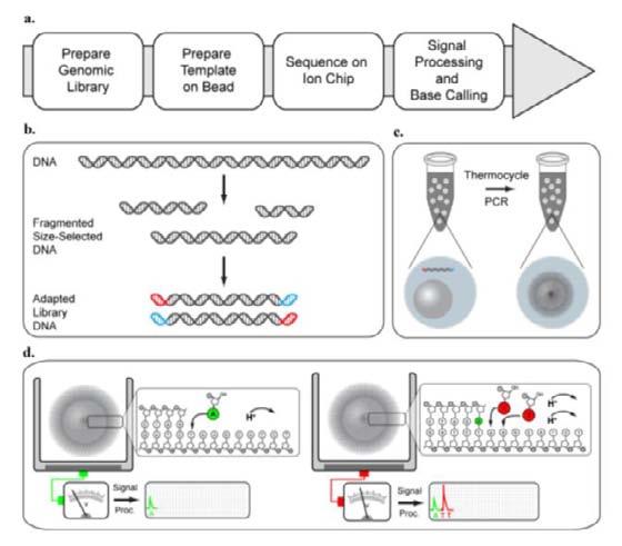 Sekwencjonowanie w technologii Ion Torrent: przez syntezę z detekcją protonów na układzie scalonym Fragmentacja DNA i ligacja adaptorów