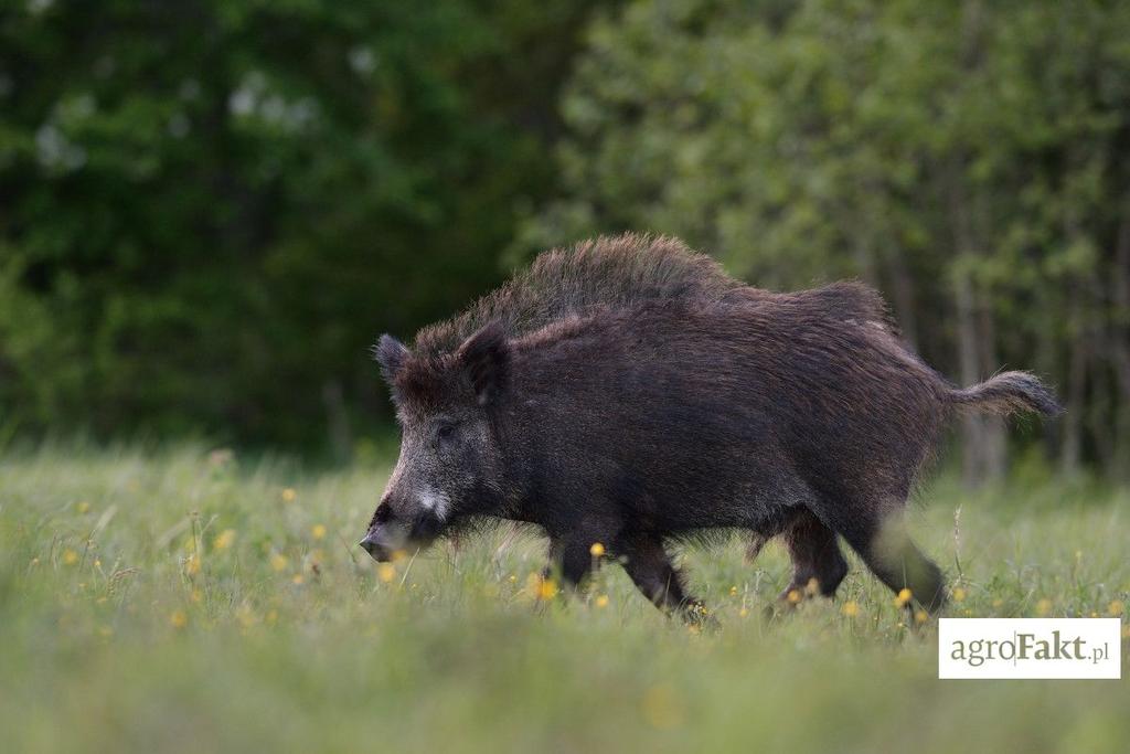 .pl https://www..pl Kolejne przypadki to także padłe dziki, znalezione na terenie gm. Hajnówka.