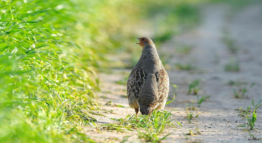 Produkcja rolna a bioróżnorodność Utrzymywanie wysokiej bioróżnorodności czyni produkcję rolną bardziej zrównoważoną Ochrona bioróżnorodności jest