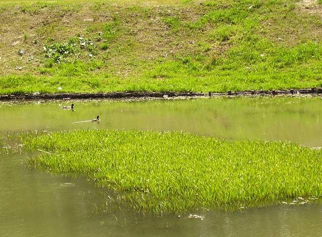 Obserwowane były larwy jętek (Ephemeroptera), pijawka Hirudo medicinalis; ośliczki Asellus aquaticus