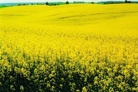 Rośliny niemotylkowate Rośliny niemotylkowate w postaci monokultur są rzadko