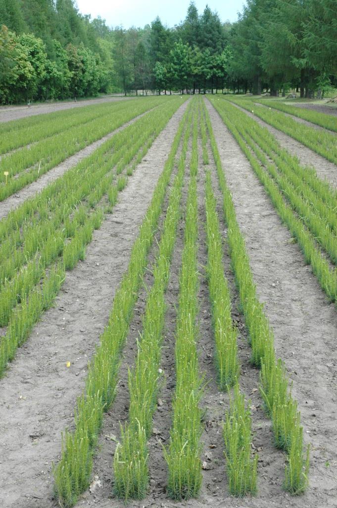Metody odnawiania powierzchni leśnych i zalesiania terenów porolnych Samosiew niekontrolowany (naturalna