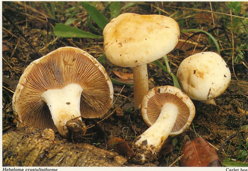 Hebeloma