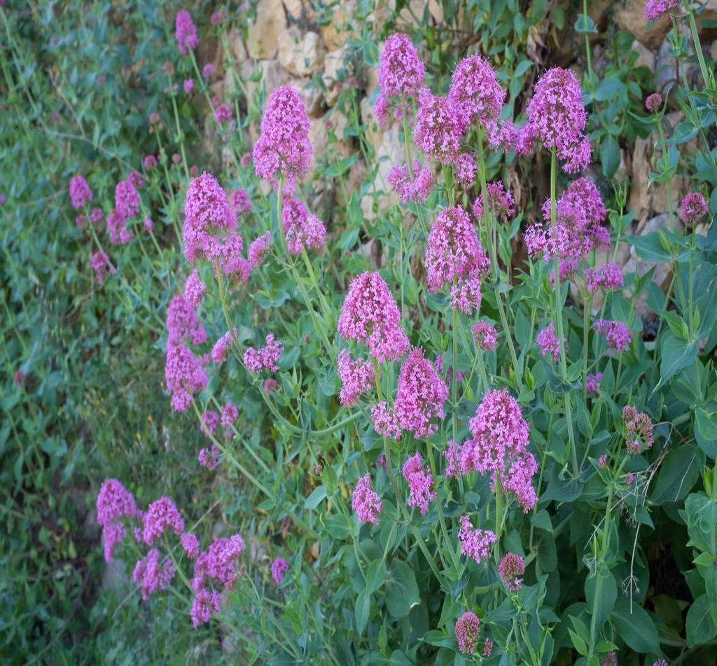 DUO Kozłek lekarski (Valeriana officinalis) Od tysięcy stosowana jako środek uspokajający w Europie i Azji. Wiele ludzi na świecie korzysta z niego kiedy doświadcza bezsenności i niepokoju.