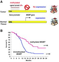 MGMT Gene Silencing and Benefit from Temozolomide in Glioblastoma (Hegi M i wsp. N Engl J Med. 2005) Based on study of Stupp et al. 206 ch.