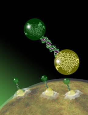 NANOTECHNOLOGIA Nanotechnologia molekularna zakłada, że podstawową jednostką technologii jest sama cząsteczka.