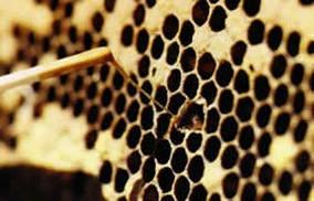 Zadanie 34. Którą z wymienionych chorób pszczół można zdiagnozować przy pomocy osiatkowanych dennic? Zadanie 35. A. Warrozę. B. Nosemozę. C. Grzybicę wapienną. D. Chorobę roztoczową.