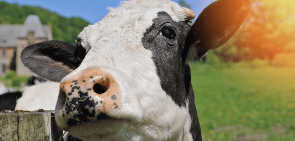 .pl https://www..pl Spadek wydajności Temperatury przewyższające optimum dla bydła wpływają również negatywnie na dobowe przyrosty.