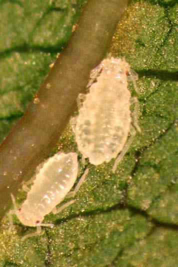128 K. Karczmarz Phot. 3. Damages caused by preting of Chromaphis juglandicola on the leaf of Juglans regia L. Fot. 3. Uszkodzenia powodowane erowaniem Chromaphis juglandicola na li ciu Juglans regia L.