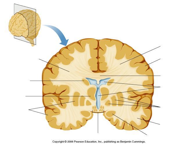 ANTROPOZOOLOGIA - PODSTAWY FIZJOLOGII ZWIERZĄT Ośrodkowy układ nerwowy LEWA PÓŁKULA PRAWA PÓŁKULA kora