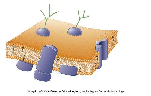Błona komórkowa Zewnętrzna część Wewnętrzna