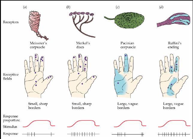 Mechanoreceptory receptory dotyku i nacisku receptory ciałko Meissnera dyski Merkela ciałko Paciniego ciałko