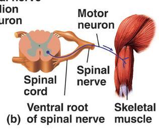 Droga motoryczna somatyczna (odśrodkowa, eferentna) motoneuron rdzeń kręgowy