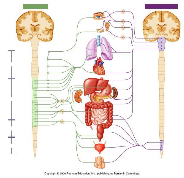 Autonomiczny układ nerwowy Współczulny Przywspółczulny Pobudzanie (+) szyjne