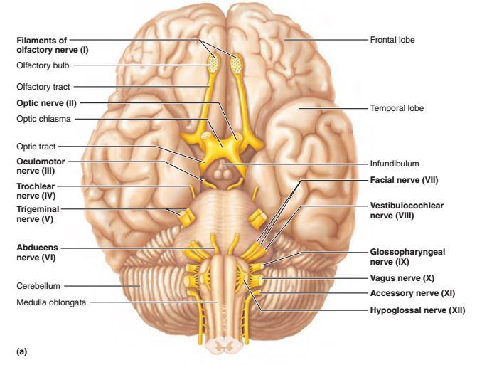 Nerwy czaszkowe (12 par) (I) węchowy (II) wzrokowy (III) okoruchowy (IV) bloczkowy (V) trójdzielny (VI) odwodzący (VII) twarzowy (VIII)