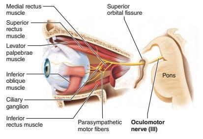 III Nerw okoruchowy FUNKCJA nerw z: włóknami motorycznymi - ruch gałki ocznej, włóknami