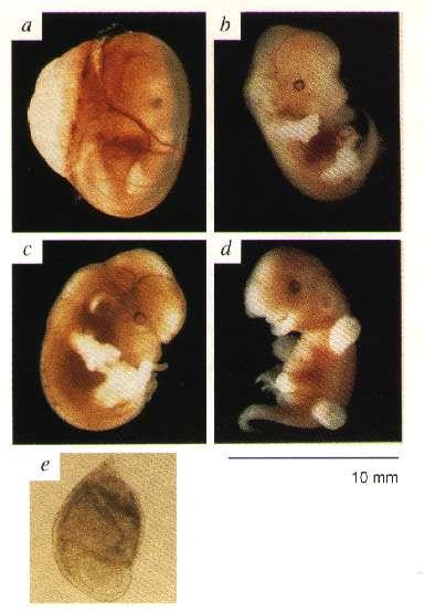 Rozwój zarodków po implantacji.