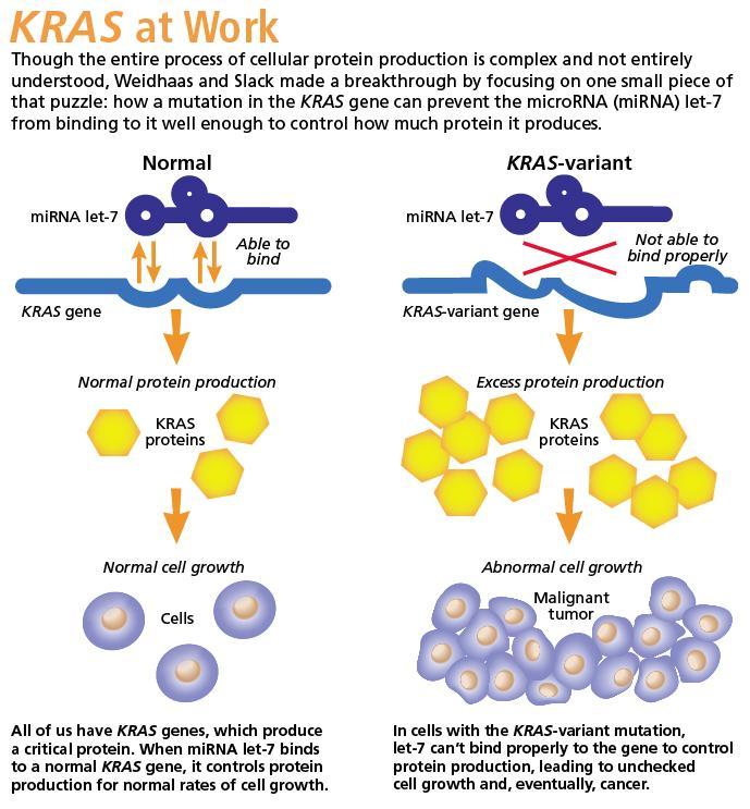 K-ras protoonkogen K-ras bierze udział w regulacji cyklu