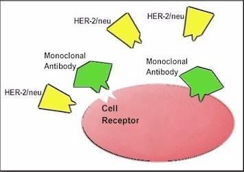 HER-2/neu wstępne doniesienia na temat efektów trastuzumabu u chorych z zaawansowanym rakiem endometrium nie potwierdziły się w badaniu II fazy GOG 181B z zastosowaniem tego leku