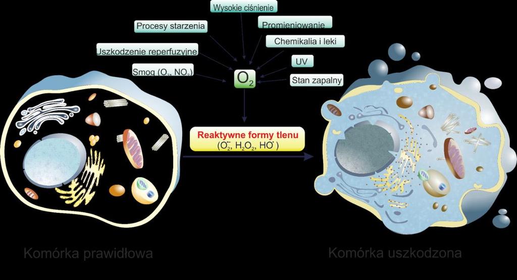 nowotworów, nowych środków terapeutycznych jak również skutecznych fotokatalizatorów w usuwaniu zanieczyszczeń środowiska naturalnego. 2.3.