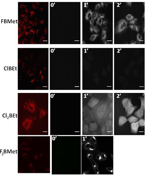 Na podstawie rysunku 12 możemy stwierdzić, że badane pochodne lokalizują się w krytycznych miejscach komórkowych takich jak RE czy mitochondria, a nie lokalizują się w lizosomach.