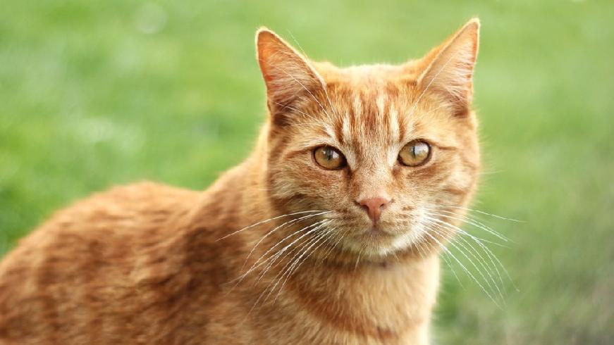 Gen O Leży na chromosomie X dominujący allel O - kolor rudy (orange) Epistatyczny względem genów B i D w obecności O kot jest rudy, niezależnie od tego, czy ma B, b1, b itd. http://www.theperfectcat.