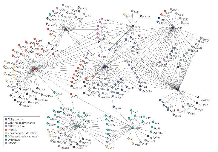 Sieci interakcji Sieci interakcji biologicznych mają charakter bezskalowy węzły centralne (hubs) z dużą liczbą połączeń węzły peryferyjne, z