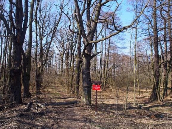 Staw Babiczok Północny Zabytkowa aleja wzdłuż grobli Wejście do rezerwatu od strony wschodniej Rezerwat jest zdecydowanie najcenniejszym przyrodniczo miejscem w gminie jedna z nielicznych ostoi