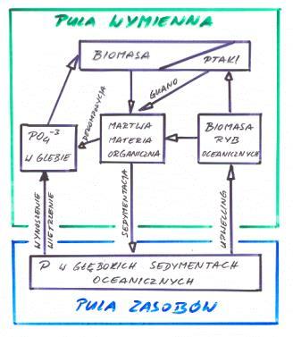 Obieg fosforu schematycznie 16/31 Bilanse biogeochemiczne, eutrofizacja Dwa typy obiegów biogeochemicznych: gazowe (np. C, O, N, S) sedymentacyjne (np.