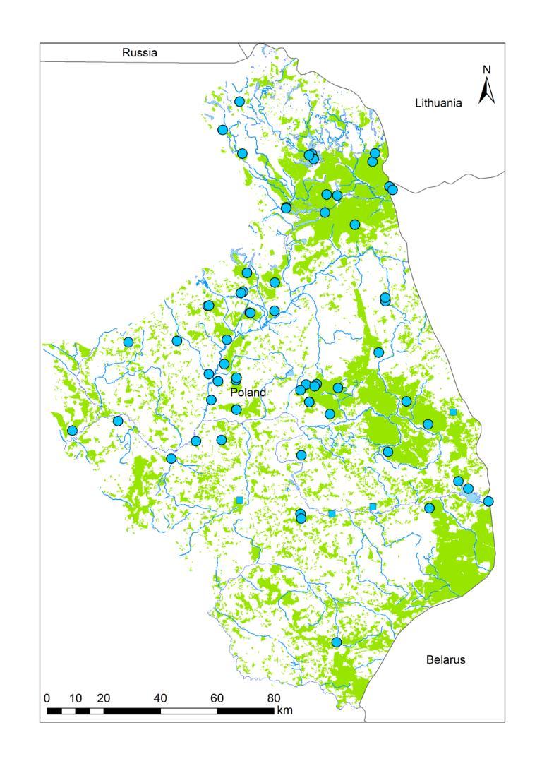 Tło badań Obszar: Północne Podlasie Siedliska: doliny rzeczne i stawy rybne, prawie brak naturalnych jezior Liczebność: >51 terytoriów na całym Podlasiu, w tym