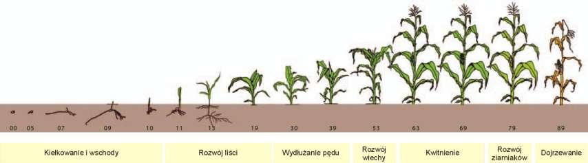 WYKAZ PORÓWNYWANYCH WARIANTÓW OBSERWACJI POKRYCIA CIECZĄ 1.