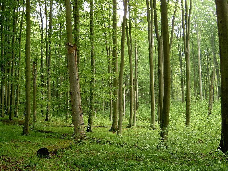 Przykład typu siedliska las świeży