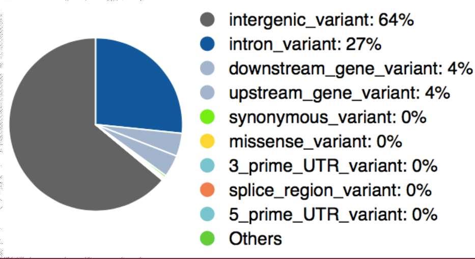 SEQUENCE ONTOLOGY TERMS Rasowo