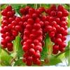 Dane aktualne na dzień: 25-01-2019 18:57 Link do produktu: http://www.goldplants.eu/pnacza-cytryniec-chinski-schisandra-chinensis-p81-h-c-p-1586.