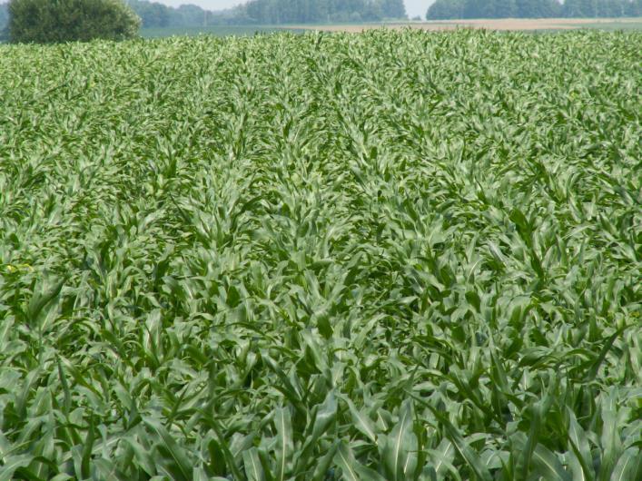 Bilans realnej podaży substratu energetycznego wg rodzaju i źródła pochodzenia (osady ściekowe, biomasa rolnicza poprodukcyjna z ZPO-W MASFROST w Tolkmicku, biomasa rolnicza z terenów komunalnych,