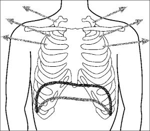 Typ oddychania piersiowy podczas wdechu poszerzają się głównie górne obszary klatki piersiowej, następuje