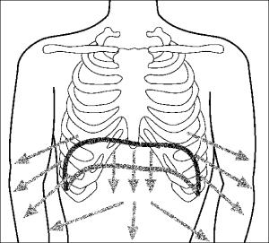 Typ oddychania brzuszny podczas wdechu rozszerzają się jedynie dolne partie płuc, część górna