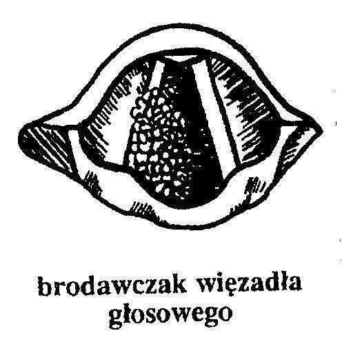 4.BRODAWCZAKI Prawdopodobnie wywołuje je wirus.