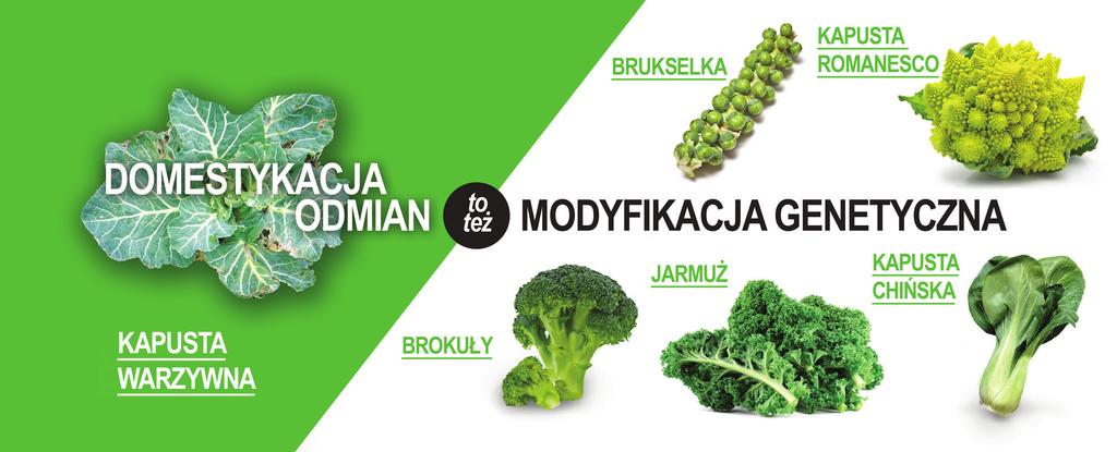 EWOLUCJA ROZWOJU ODMIAN BUDOWANEJ NA RÓŻNORODNOŚCI GENETYCZNEJ Rolnicy celowo zmieniali budowę genetyczną wszystkich upraw oraz zwierząt gospodarskich, które hodowali, od początku istnienia