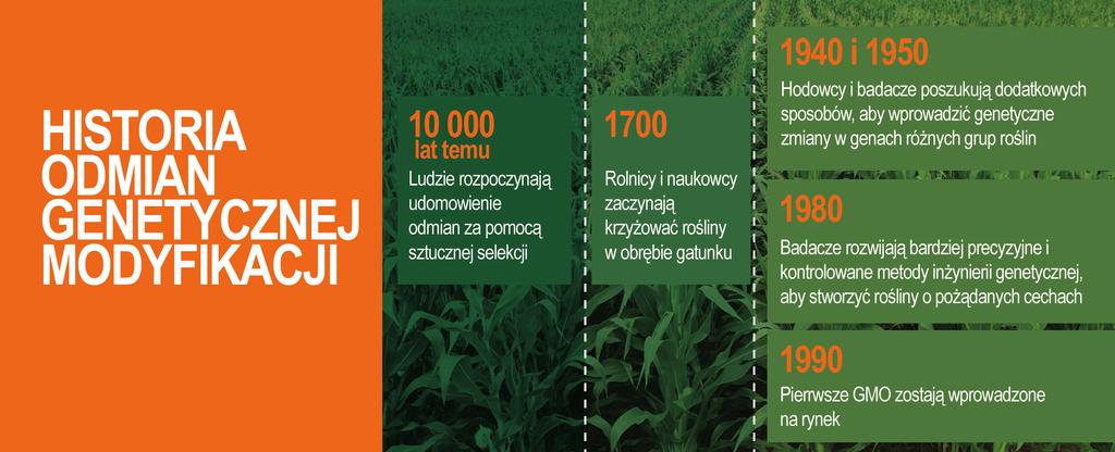 INTENSTYWNIE BADANE I ANALIZOWANE Uprawy z odmian zmodyfikowanych genetycznie są intensywnie badane zanim wejdą na rynek, aby zapewnić, że są bezpieczne dla ludzi, zwierząt i środowiska.
