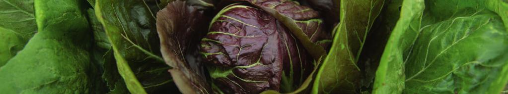 Cykoria liściowa typ Radicchio Rosso f świeży rynek, przetwórstwo f świeży rynek, przetwórstwo f świeży rynek,