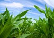 Programy hodowlane Program Stressless H O Etapy rozwoju kukurydzy, w których jest ona szczególnie narażona na skutki suszy: Stres we wczesnym stadium: